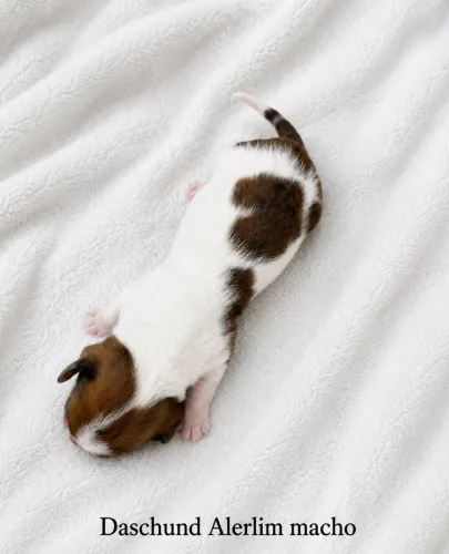 Daschund mofadinho