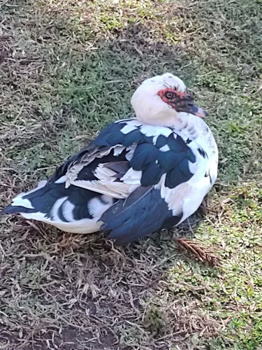 Patos novos e adultos 
