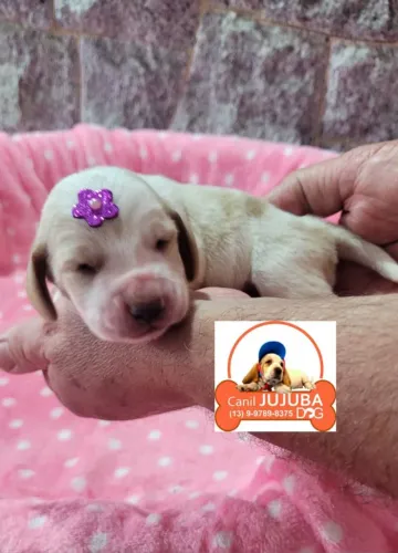 Basset hound lindos filhotes. Canil Jujuba Dog