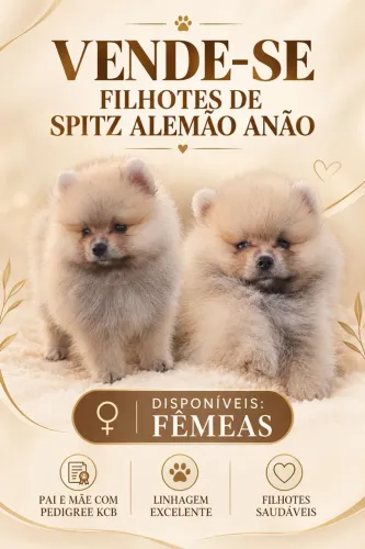 Spiz alemão anão