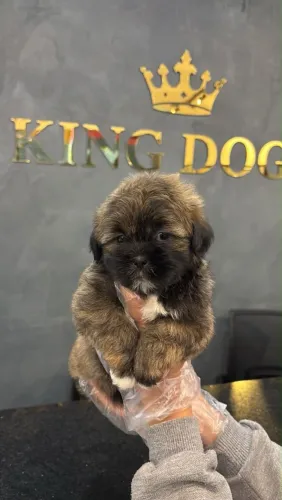 Filhote shih tzu, Dê um lar para um filhotinho e ganhe amor eterno!