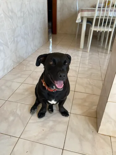 Adoção responsável 