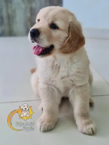 Golden Retriever Uma presença que se adapta ao convívio