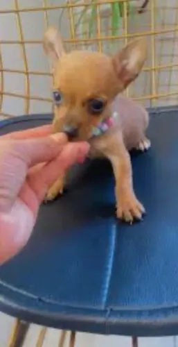 Pinscher fêmea 0