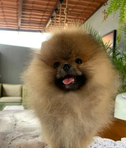 Cachorro spitz anão filhote