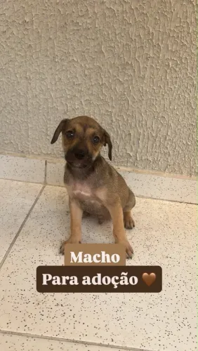 Cachorrinhos para doação