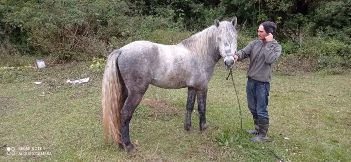 Potro Percheron com 3 anos.
