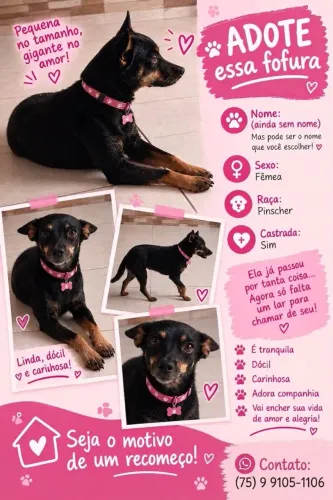 Pinscher fêmea disponível para adoção