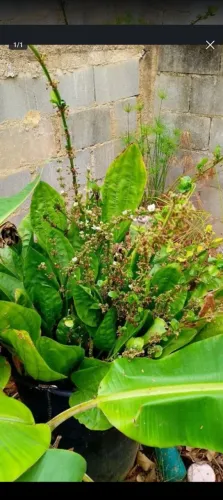 planta aquática planta