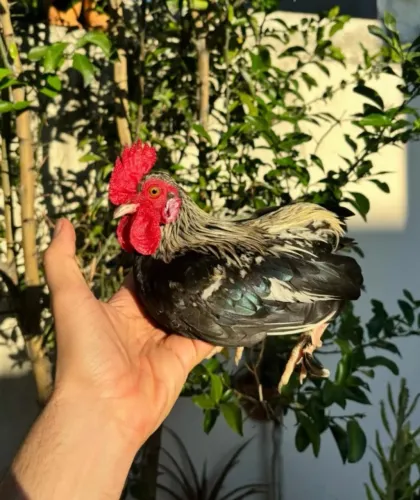 Mini galo / Garnizé / Galo da índia