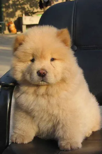 Filhote chow chow super mansinho