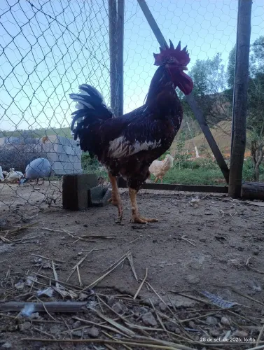 Ovos férteis de GSB