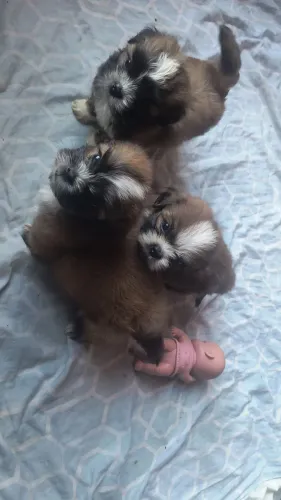 Lhasa Apso machos promoção