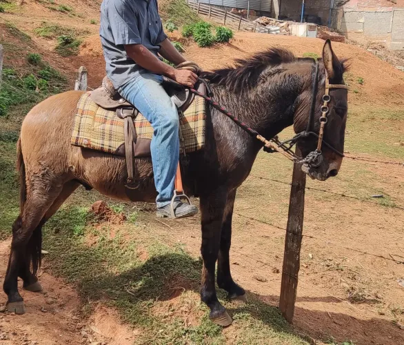 Burro marchador novo