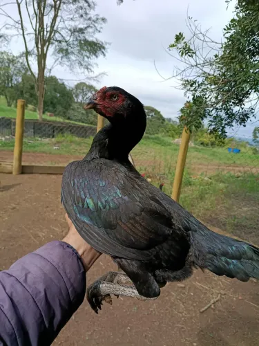 Vendo galinha índia 