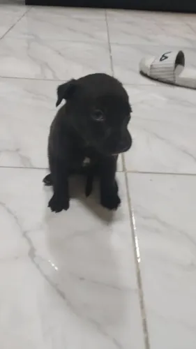 Doação cachorrinhos machos e fêmeas