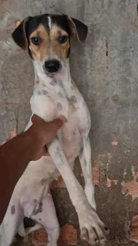 Doação de cachorros - Leia à descrição