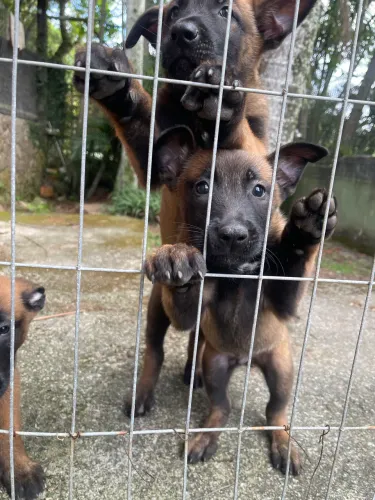 Vendo filhotes de pastor balga malinois