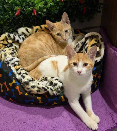 Duas gatas castradas, 4 meses, testadas fiv Felv pra adoção conjunta