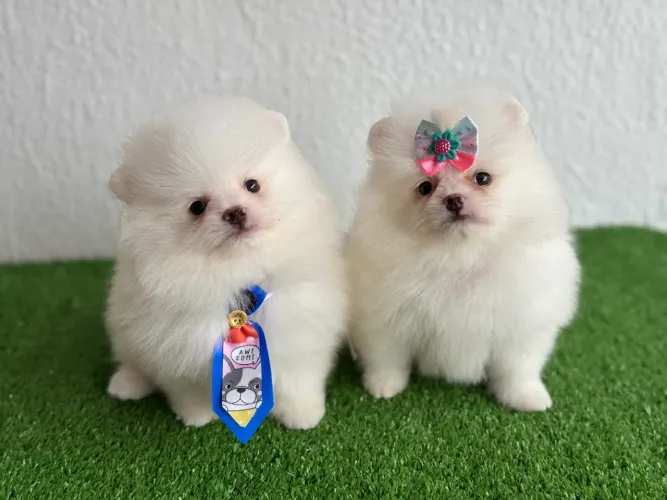 !!! Maravilhosos !!! Lulu da pomerania fêmea e macho 
