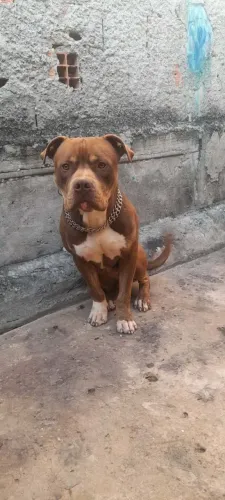 Doação de pitbull de 1 año dosil brincalhão gosta de crianças dosil