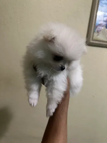 Spitz alemão 