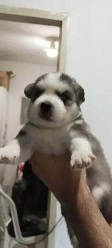 Filhotes de husky