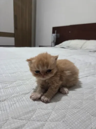 Filhotes Gatos Persa