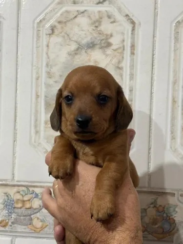 Dachshund Teckel