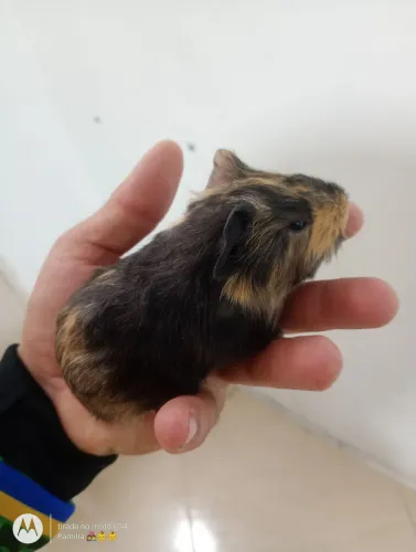 Porquinho da índia