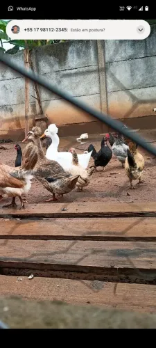 Vendo galinhas Galizé e marrecos mini col e pompom