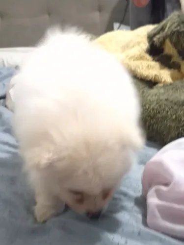 Vendo spitz alemão (LULU DA POMERÂNIA) direto de pomerode
