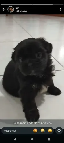 Filhote shih tzu, Os bebês mais peludos e carinhosos esperam por você!