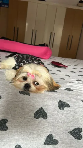Shih Tzu super dócil e carinhosa