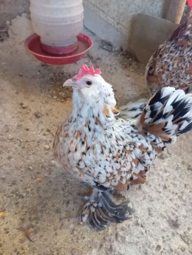 Casal de belgian