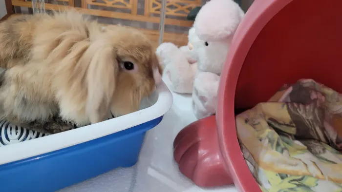 Mini Lop Fuzzy