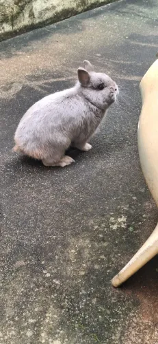 Coelho Netherland Dwarf (Anão Holandês)
