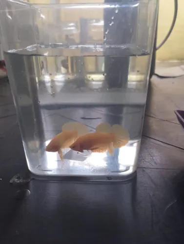 betta YS
