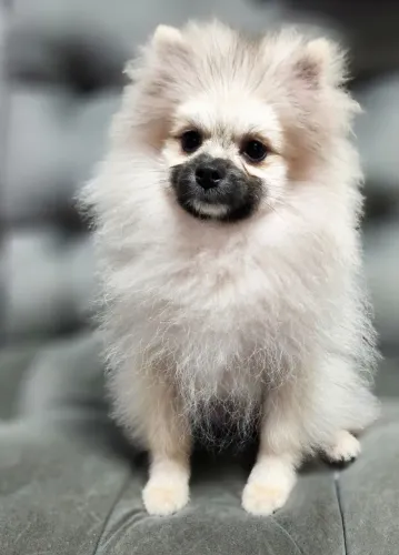 Lulu da Pomerania 