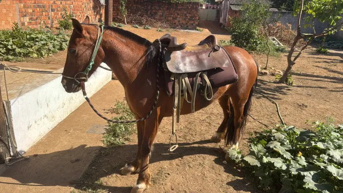 1 égua piquira 1 égua pantaneira 1 cavalo pantaneiro