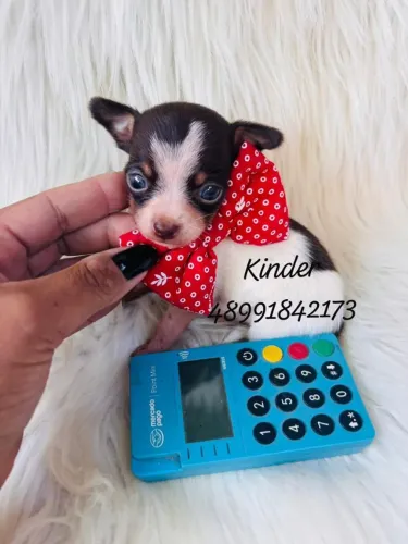 Lindo filhote de pinscher com chihuahua 