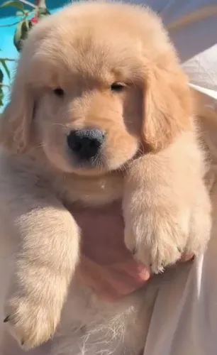 Golden Retriever filhotes lindos disponível 