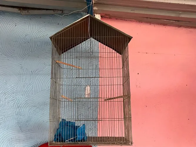 Vendo gaiola grande barato!