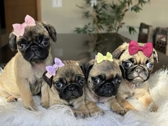 PUG FÊMEA COM PEDIGREE