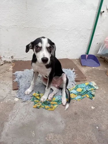 Estou doando uma cachorra sem raça definida