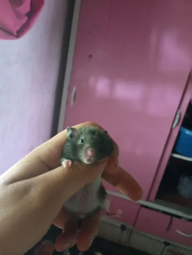 Hamster sírio 