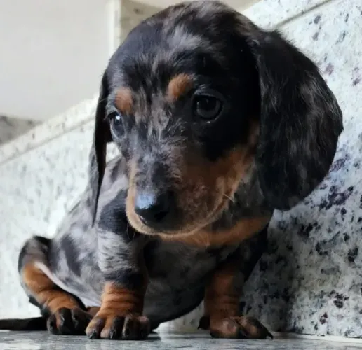 Dachshund - Com Pedigree. Seu Melhor Amigo!!