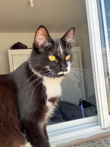 Gatinha cacau para doação