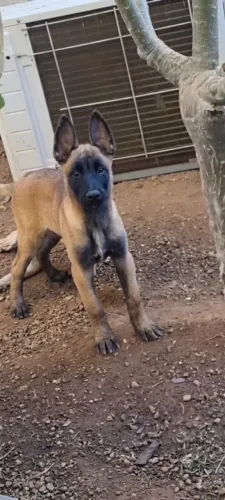 Pastor Belga Malinois Fêmea (3 meses)