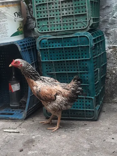 Galinha + frango 